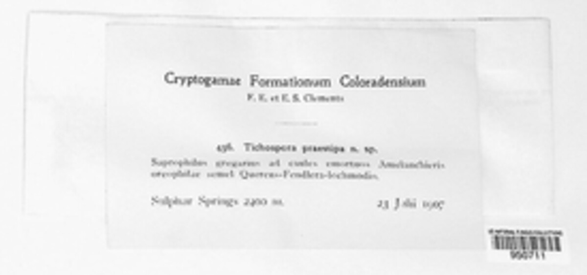 Teichospora praeclara image
